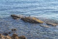 Two seagull bird standing on sea stone with natural environment Royalty Free Stock Photo