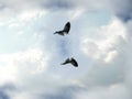 Two Seagull Birds Flying And Swirling In The Cloudy Blue Sky Royalty Free Stock Photo