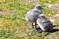 Two Seagull Chicks in the grass