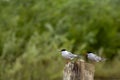 Two seagull chicks prepare to hunt for little fish and midges near the river