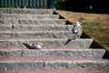 Two seagull chicks are resting on a stone stair in a park during a warm summer day in MalmÃÂ¶, Sweden Royalty Free Stock Photo