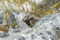 Two seagull chicks standing between the rocks at their nest site