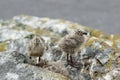 Two seagull chicks standing on the rocks at their nest site