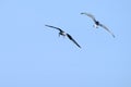 Two seagull flying