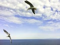 Two cute seagull animal yellow sharp mouth flying  spread two wings over water sea on blue sky. beauty white fluffy clouds in sunn Royalty Free Stock Photo