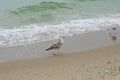 Two seagull. Royalty Free Stock Photo