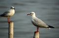 Two seagull stand on bamboo Royalty Free Stock Photo