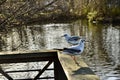 Two seagull a wooden railing Royalty Free Stock Photo