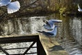 Two seagull a wooden railing Royalty Free Stock Photo