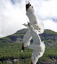 Two seagulls Royalty Free Stock Photo