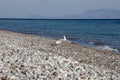Two seagulls on the aegean sea on a sunny day, horizontal Royalty Free Stock Photo