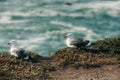 Two seagulls on the beach, close up with beautiful sea waves Royalty Free Stock Photo