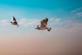 Two seagulls in blue sky Royalty Free Stock Photo