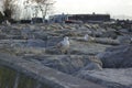 Two seagulls on coast stones