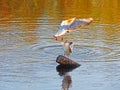 Two seagulls competing for a place on a log sticking out of a lake