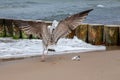 Seagull fight for fish head Royalty Free Stock Photo