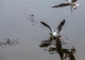 Two seagulls fight for food nature winter survive