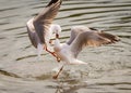 Two seagulls fighting over food while in the air. Royalty Free Stock Photo