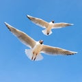 Two seagulls in flight against the blue sky Royalty Free Stock Photo