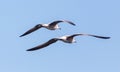 Two seagulls in flight against the blue sky Royalty Free Stock Photo