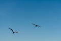 Two seagulls in flight against a clear blue sky, wildlife background Royalty Free Stock Photo