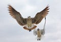 Two Seagulls in Flight Facing Camera Lens. Closeup. Royalty Free Stock Photo