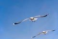 Two seagulls in flight in front of blue sky Royalty Free Stock Photo