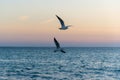 Two seagulls in flight over the sea against the backdrop of the sunset. Royalty Free Stock Photo