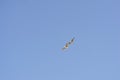 Two Seagulls in Flight in blue sky Royalty Free Stock Photo