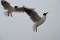 Two seagulls in flight Royalty Free Stock Photo