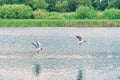 Two Seagulls fly over the lake Royalty Free Stock Photo