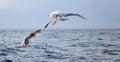 Two seagulls fly over the water in the sea Royalty Free Stock Photo