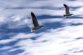 Seagulls against cloudy sky Royalty Free Stock Photo