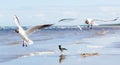 Two seagulls flying above the water, with wings open, with a black crow standing at the background Royalty Free Stock Photo
