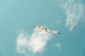 Seagulls on a background of blue sky and white clouds. Royalty Free Stock Photo