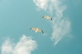 Two seagulls are flying against the background of blue sky and white clouds. Royalty Free Stock Photo