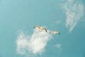 Two seagulls are flying against the background of blue sky and white clouds. Royalty Free Stock Photo