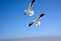 Two seagulls are flying against the background of a bright clear blue sky. View from below Royalty Free Stock Photo