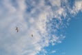 Two seagulls flying against the background of clouds towards the blue sky. A symbol of freedom and love. Copy space