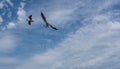 Two seagulls are flying against the blue sky and clouds close up Royalty Free Stock Photo