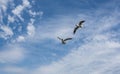 Two seagulls are flying against the blue sky and clouds close up Royalty Free Stock Photo