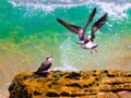 Two seagulls flying and another staring at them Royalty Free Stock Photo
