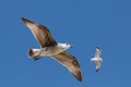 Two seagulls flying in the blue sky. Royalty Free Stock Photo