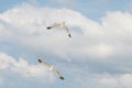 Two seagulls flying in the brigh blue sky with white clouds