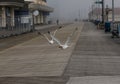 Two seagulls flying inches off of the Atlantic City Boardwalk Royalty Free Stock Photo