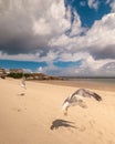 two seagulls flying low to the ground on an empty beach Royalty Free Stock Photo