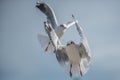 Two Seagulls flying maneuvers Royalty Free Stock Photo