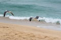 Two seagulls flying over the beach Royalty Free Stock Photo