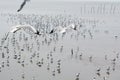 Two seagulls flying. Royalty Free Stock Photo