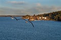 Two seagulls flying over Swedish skerries Royalty Free Stock Photo